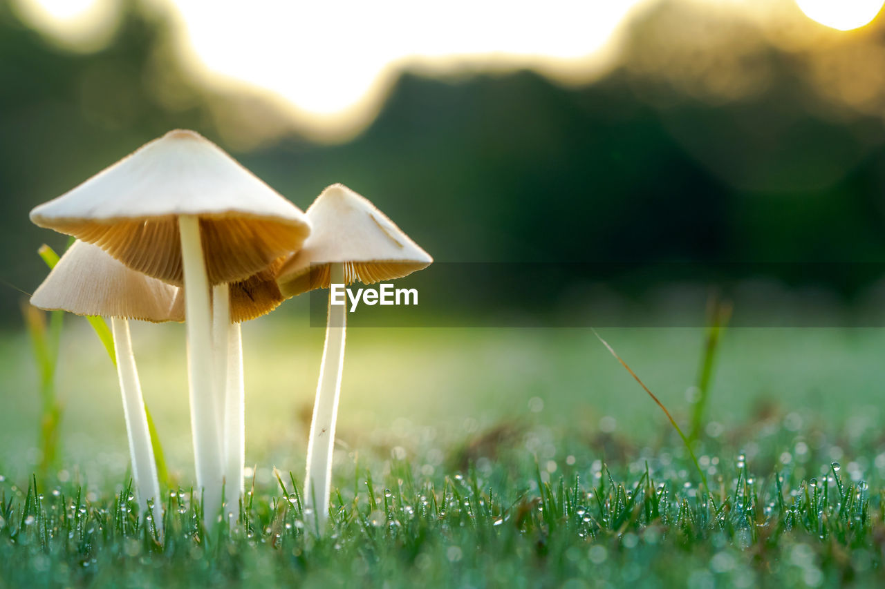 Close-up of mushroom growing on field