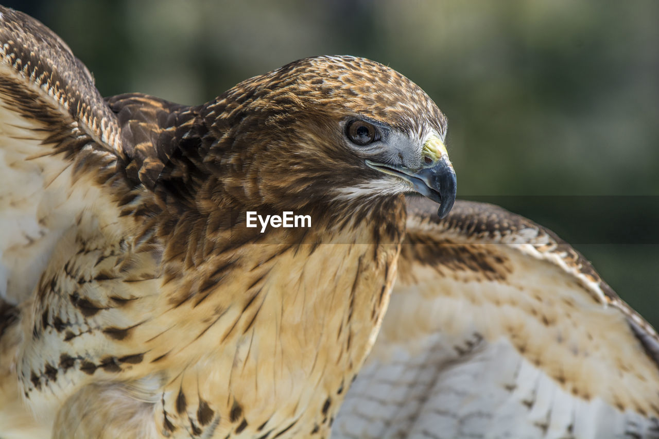 Close-up of a hawk looking away