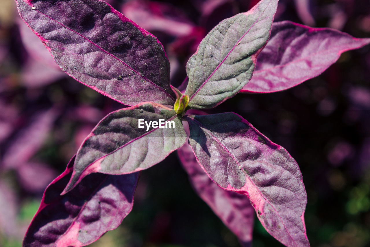 Close-up of pink flowering plant