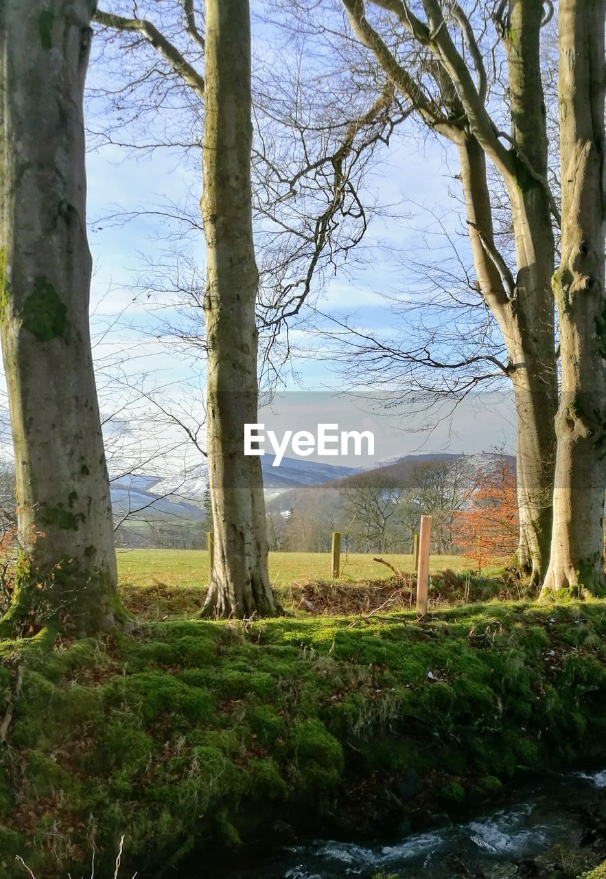 TREES ON FIELD