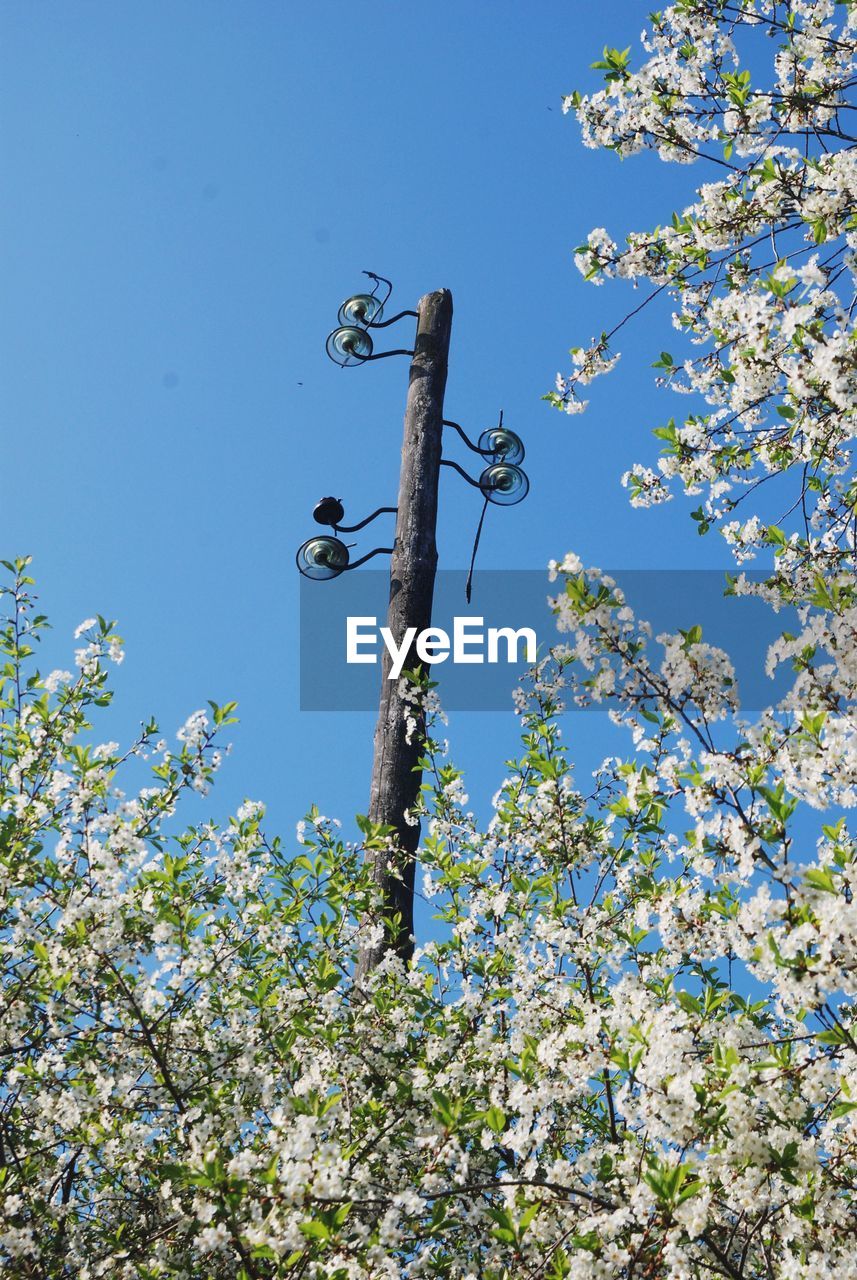 LOW ANGLE VIEW OF CHERRY BLOSSOM AGAINST CLEAR BLUE SKY