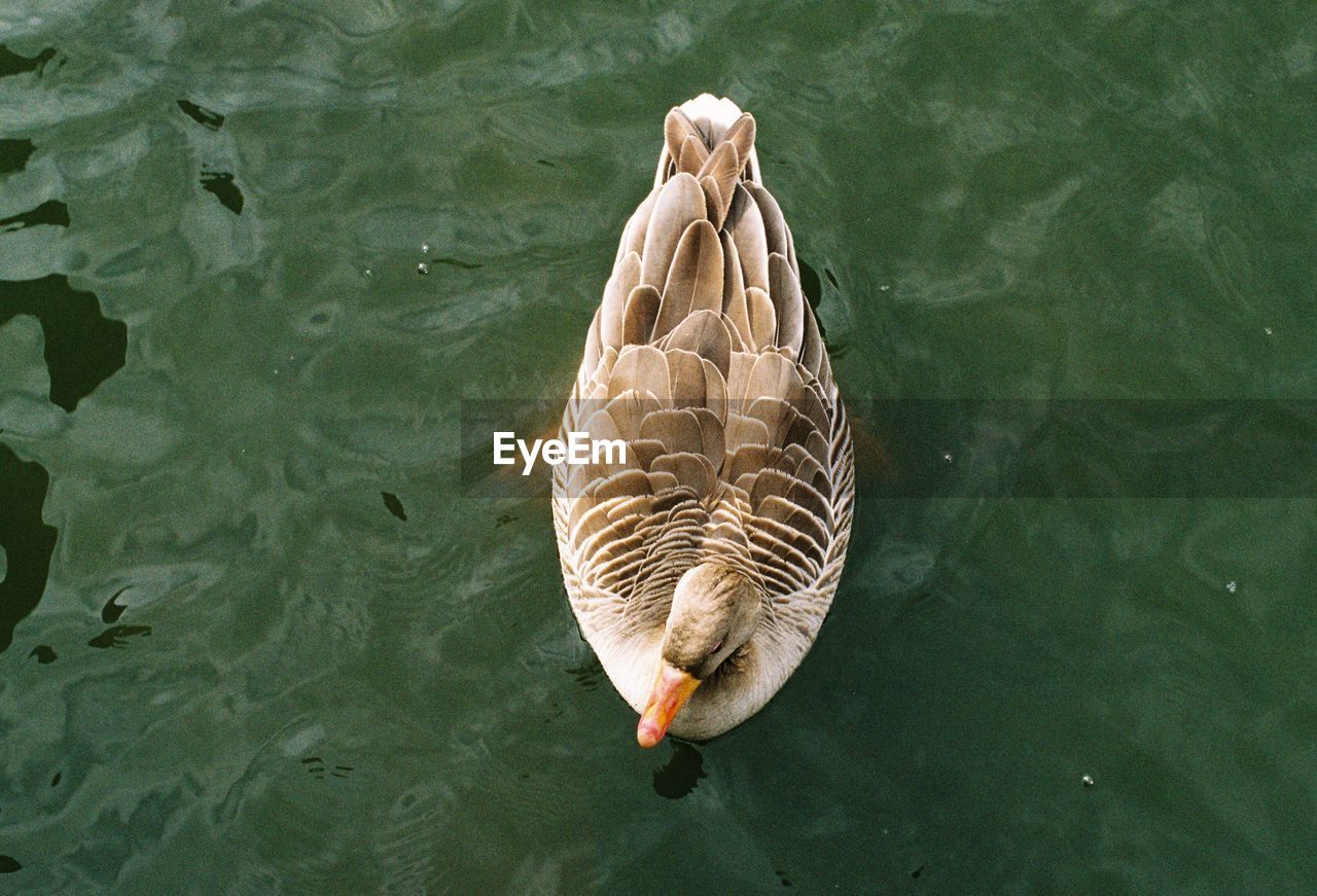 High angle view of greylag goose in lake