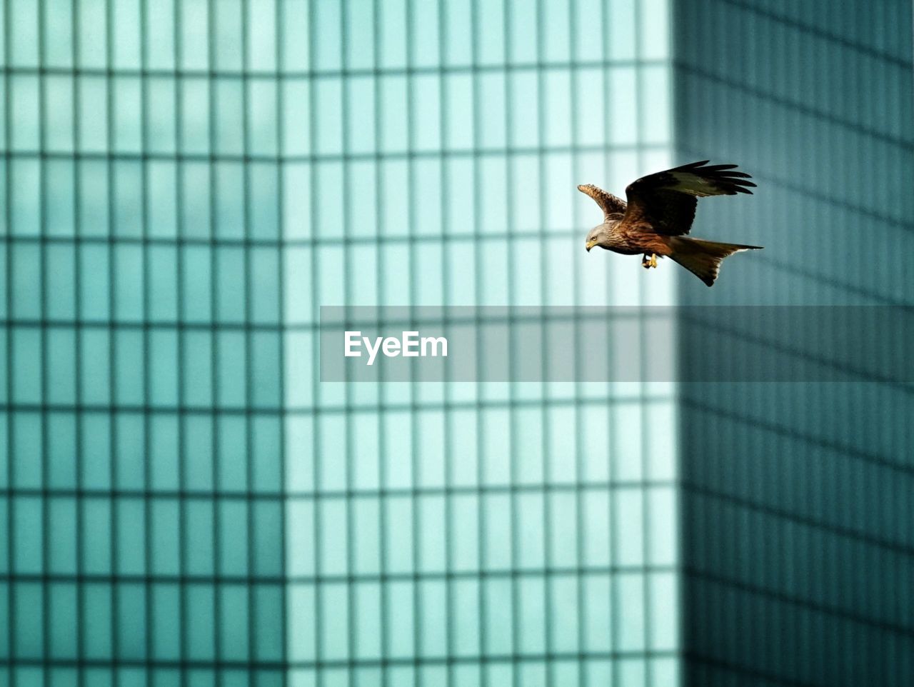 Low angle view of bird flying against skyscraper
