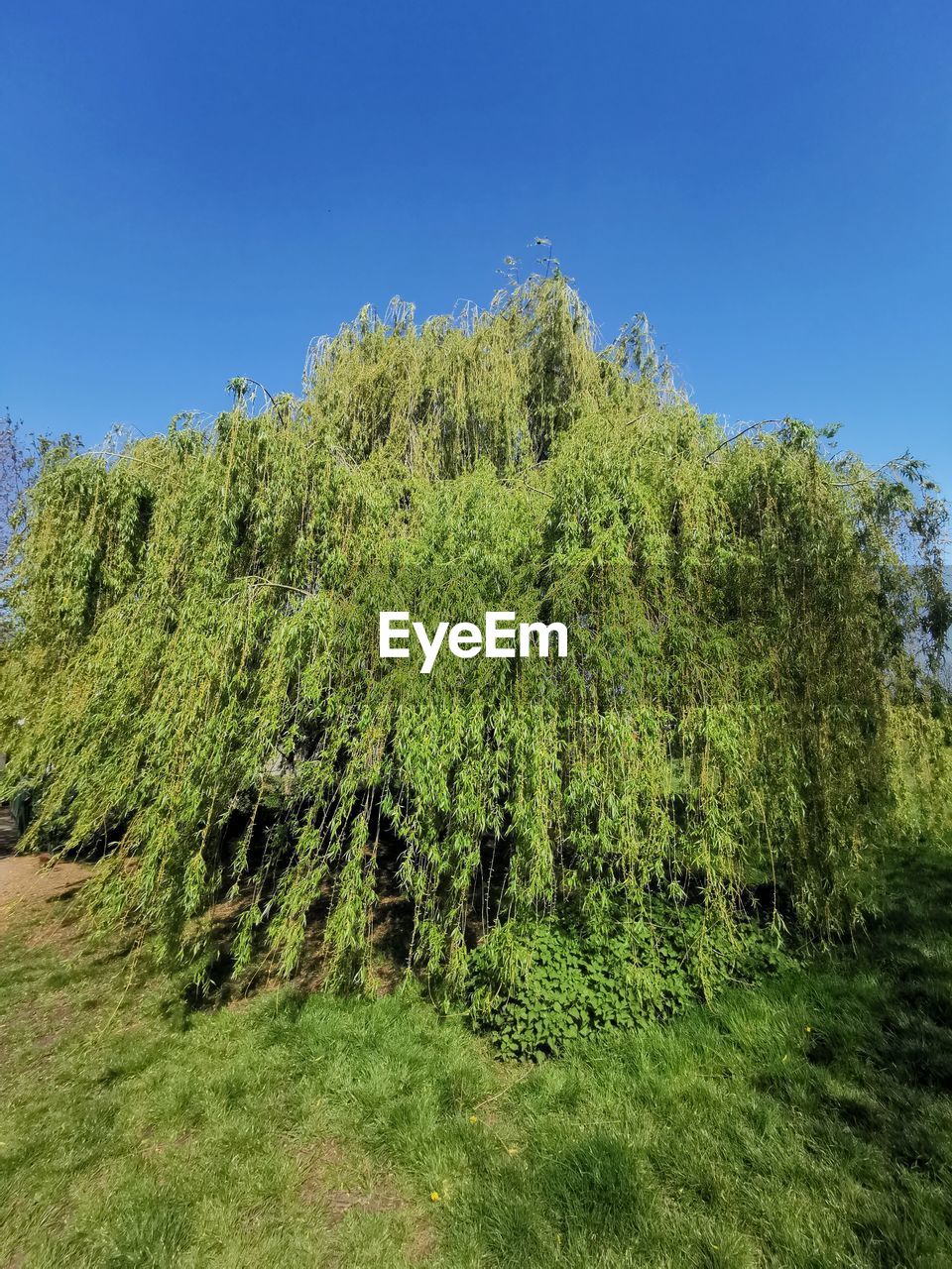 SCENIC VIEW OF FIELD AGAINST CLEAR SKY