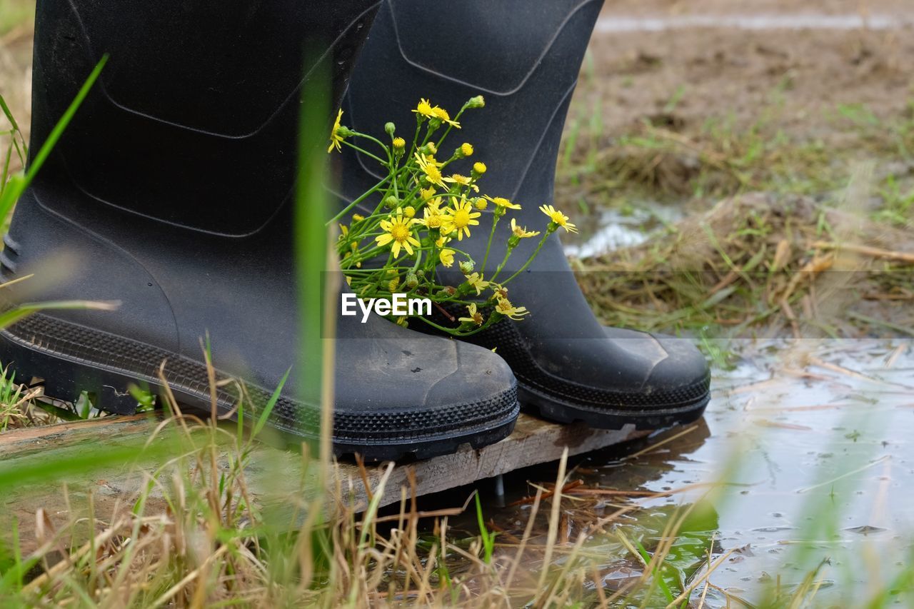 Black rubber boots amidst yellow flowers on wet field