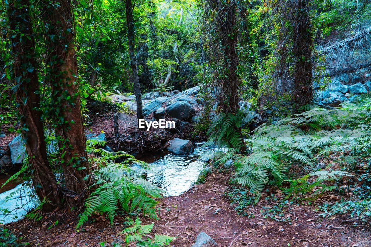 Plants and trees growing in forest