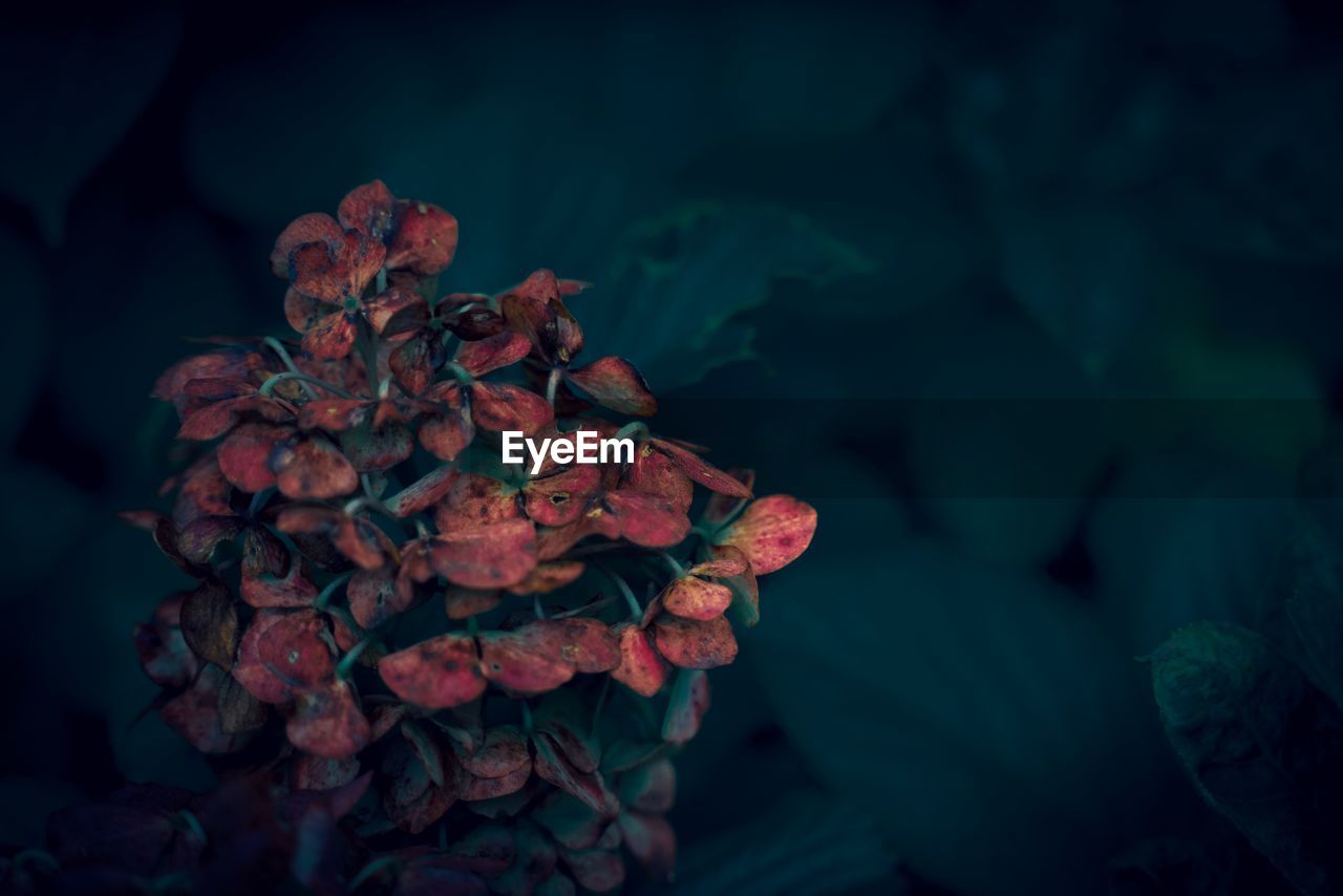 Close-up of red flowering plant