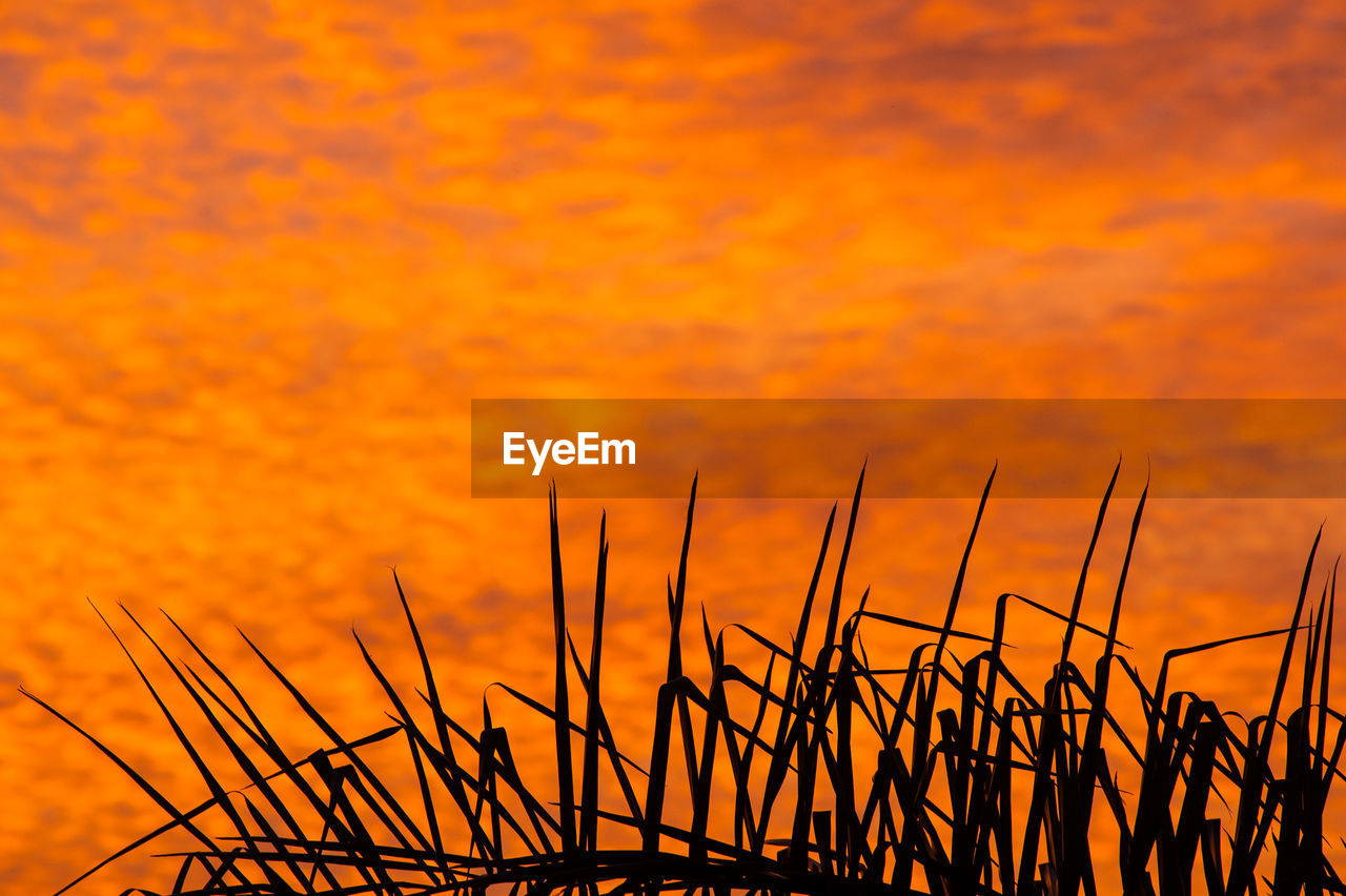 Close-up of silhouette plants growing on field against orange sky