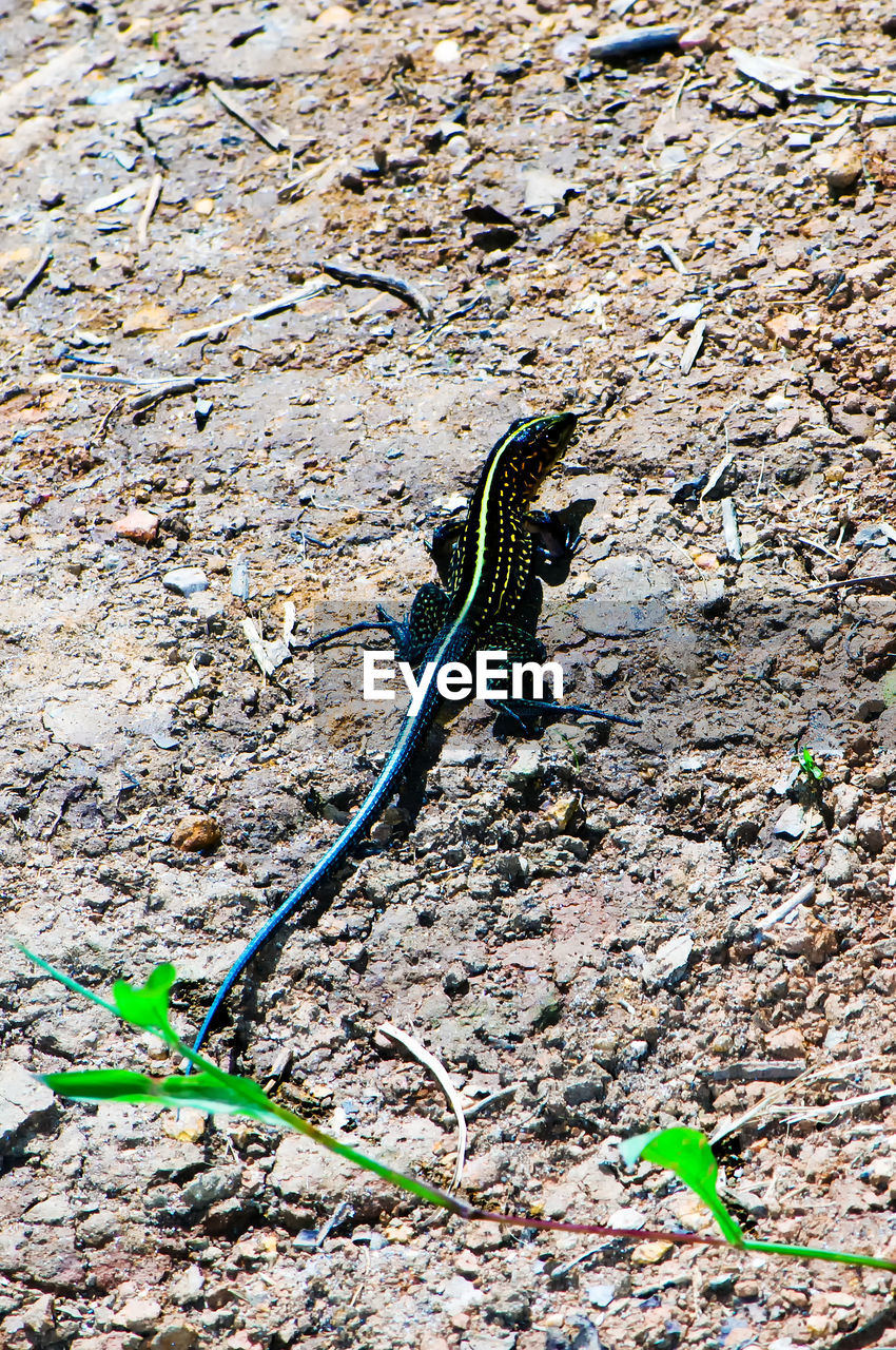 LIZARD ON LEAF