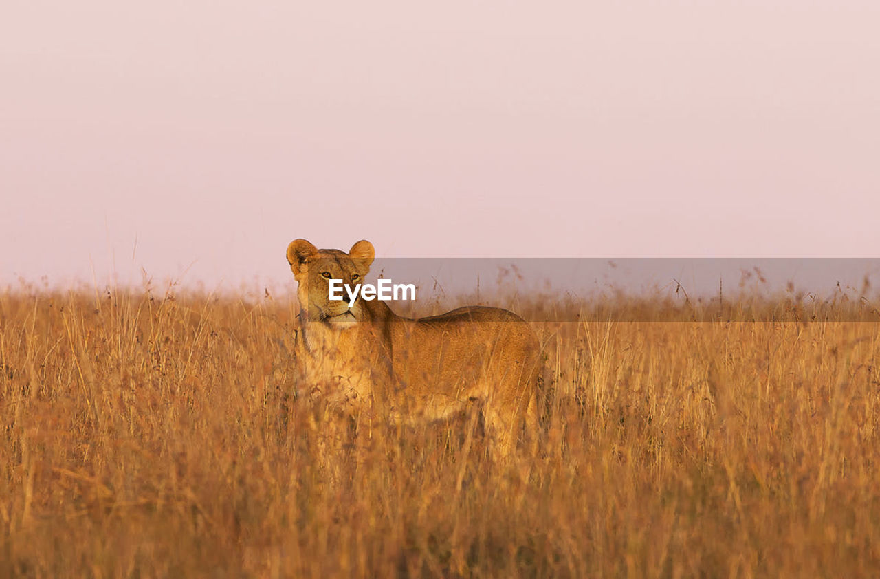 Portrait of cat on field