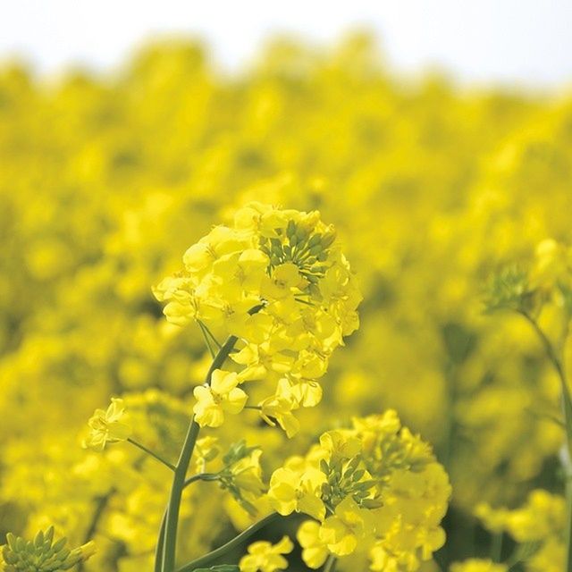 CLOSE-UP OF YELLOW FLOWERS BLOOMING IN FIELD