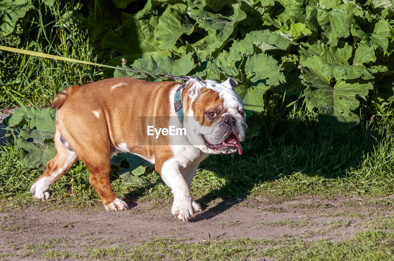 BROWN DOG STANDING IN FIELD