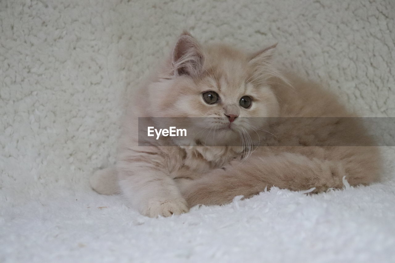 PORTRAIT OF KITTEN LYING ON RUG