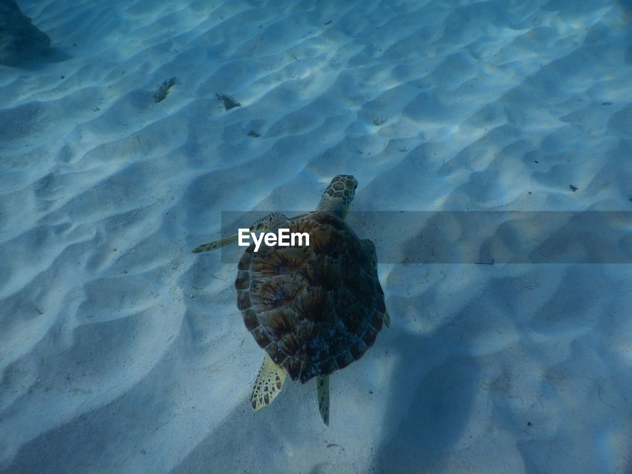 HIGH ANGLE VIEW OF TURTLE SWIMMING ON SEA