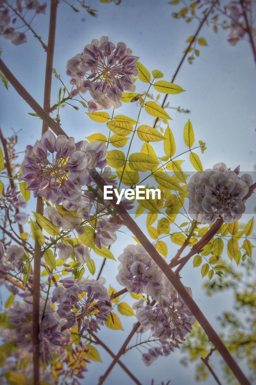 LOW ANGLE VIEW OF YELLOW FLOWERS BLOOMING ON TREE