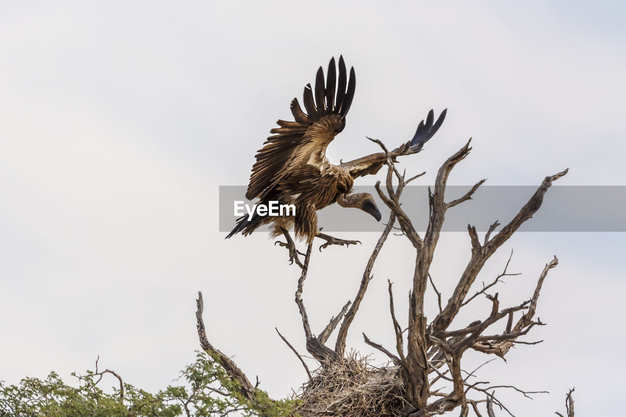 bird, animal themes, animal, animal wildlife, wildlife, bird of prey, tree, eagle, nature, plant, one animal, sky, branch, no people, flying, vulture, animal body part, outdoors, bald eagle, beauty in nature, spread wings, full length, hawk, low angle view