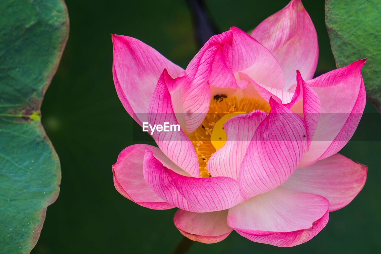 CLOSE-UP OF PINK LILY LOTUS