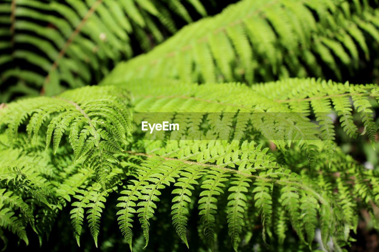 CLOSE-UP OF GREEN FERN