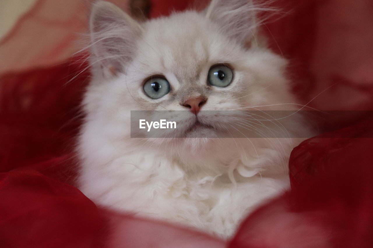 CLOSE-UP PORTRAIT OF WHITE CAT WITH EYES CLOSED