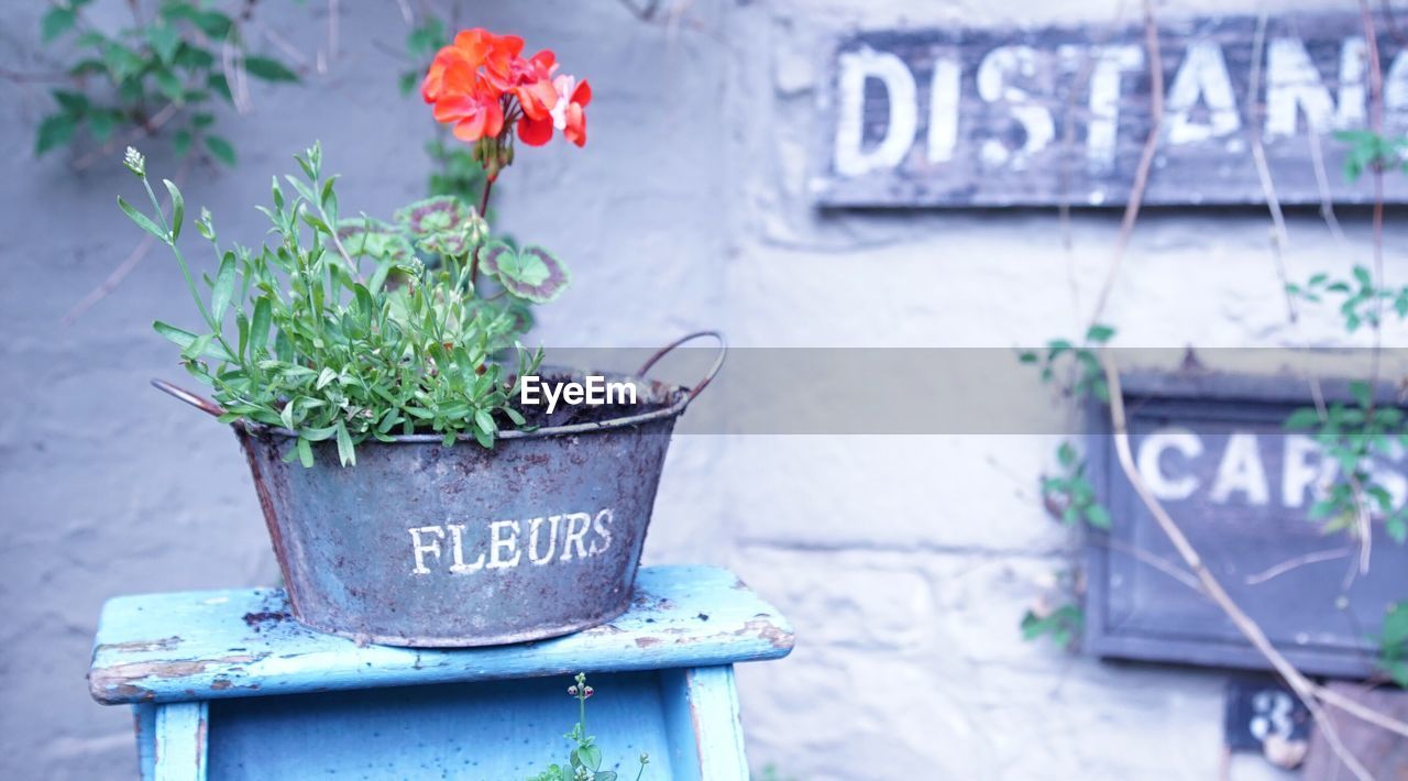 Flower pot on table at yard