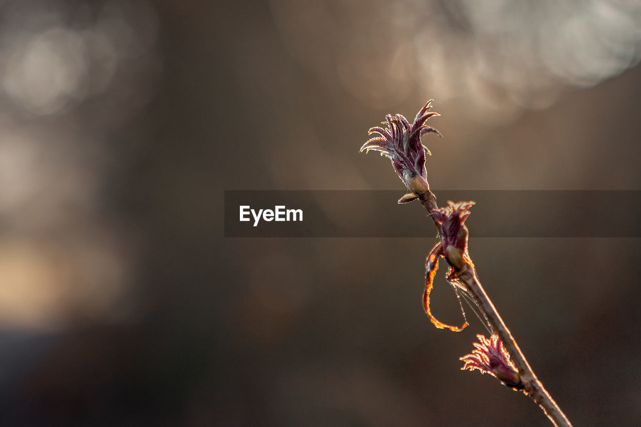 Close-up of wilted plant against blurred background