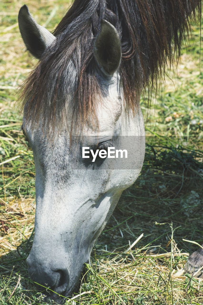 CLOSE-UP OF A HORSE IN THE FIELD