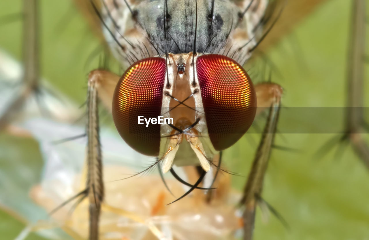 Close-up of fly