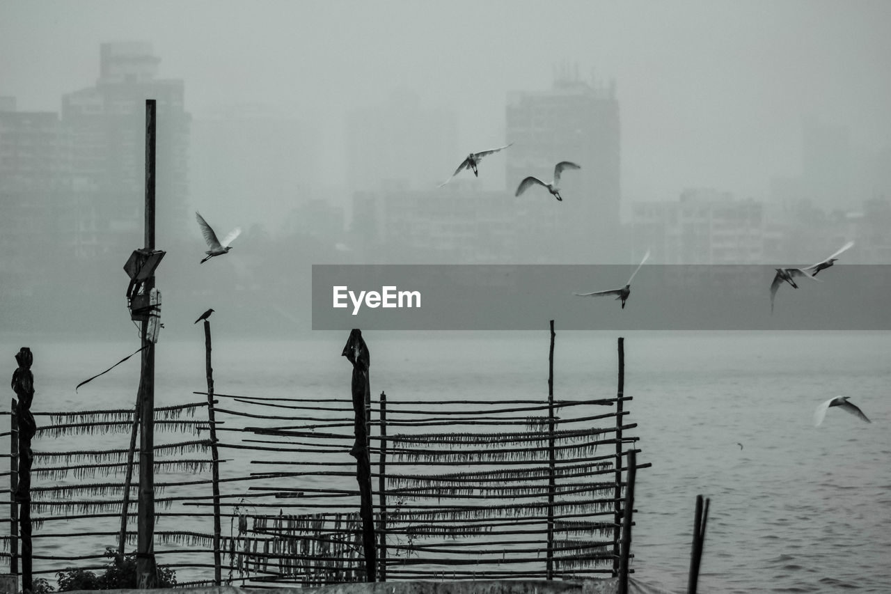 Birds flying over lake