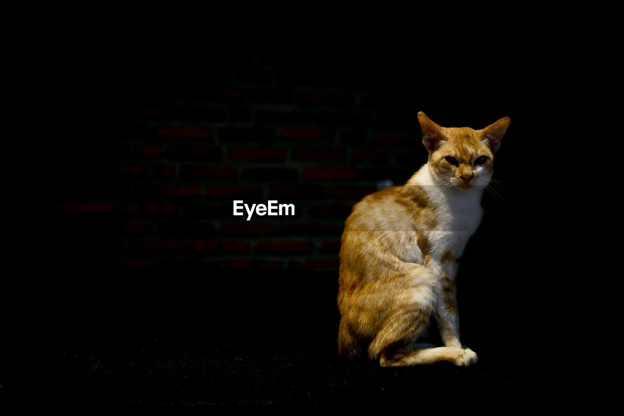 Portrait of cat sitting against black background