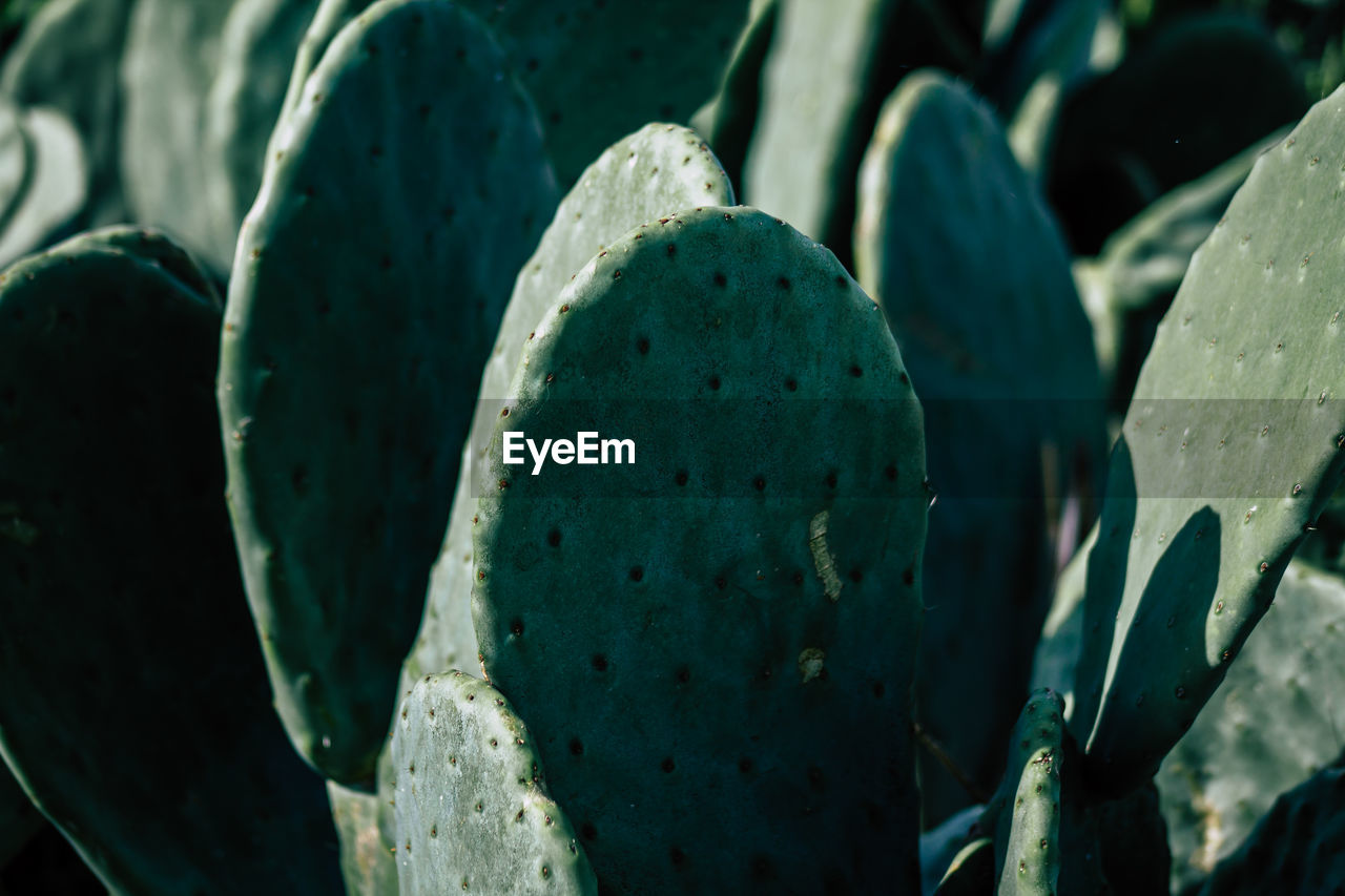 Full frame shot of succulent plants