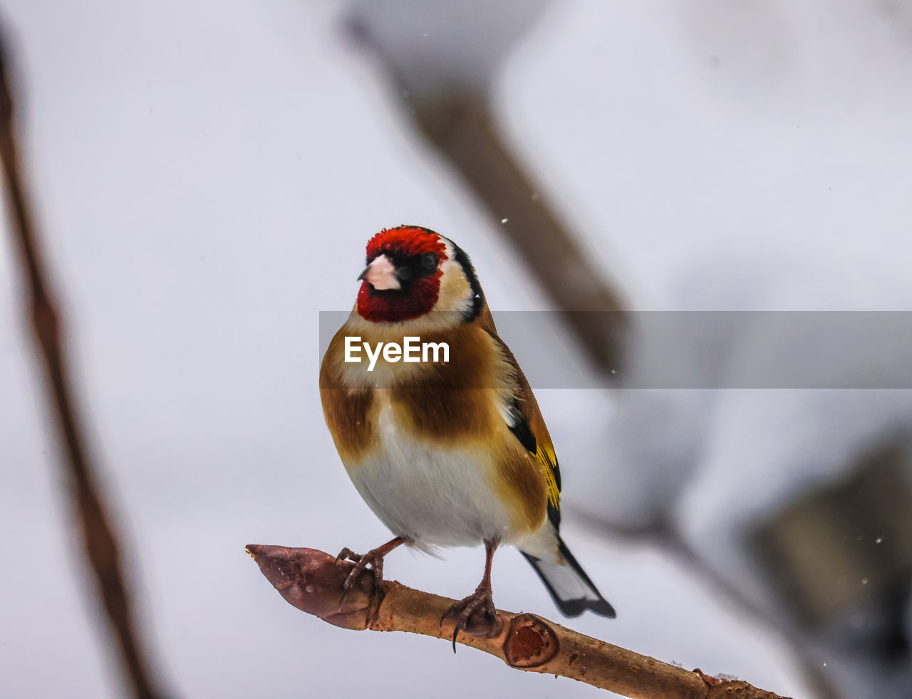 animal themes, animal, bird, animal wildlife, beak, wildlife, close-up, winter, one animal, nature, snow, perching, sparrow, cold temperature, branch, beauty in nature, no people, outdoors, full length, focus on foreground, tree, environment, day