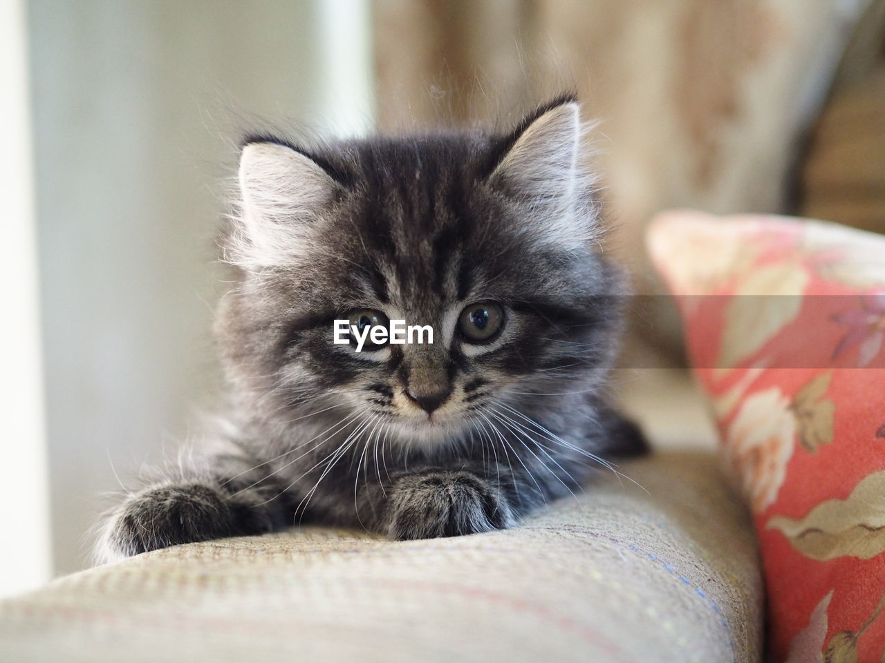 Portrait of kitten relaxing at home