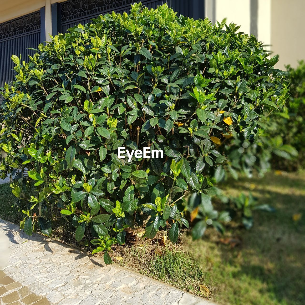 CLOSE-UP OF PLANTS