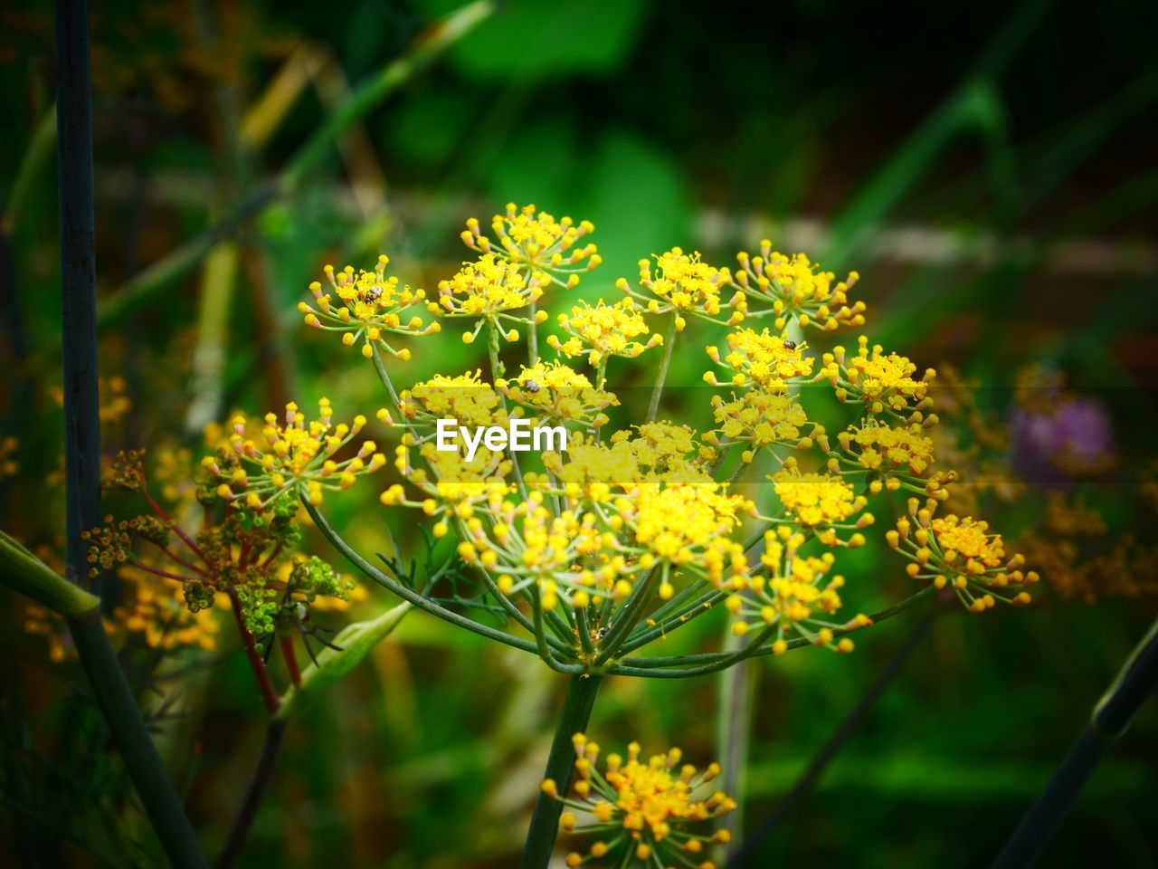 CLOSE-UP OF YELLOW FLOWERING PLANTS ON LAND