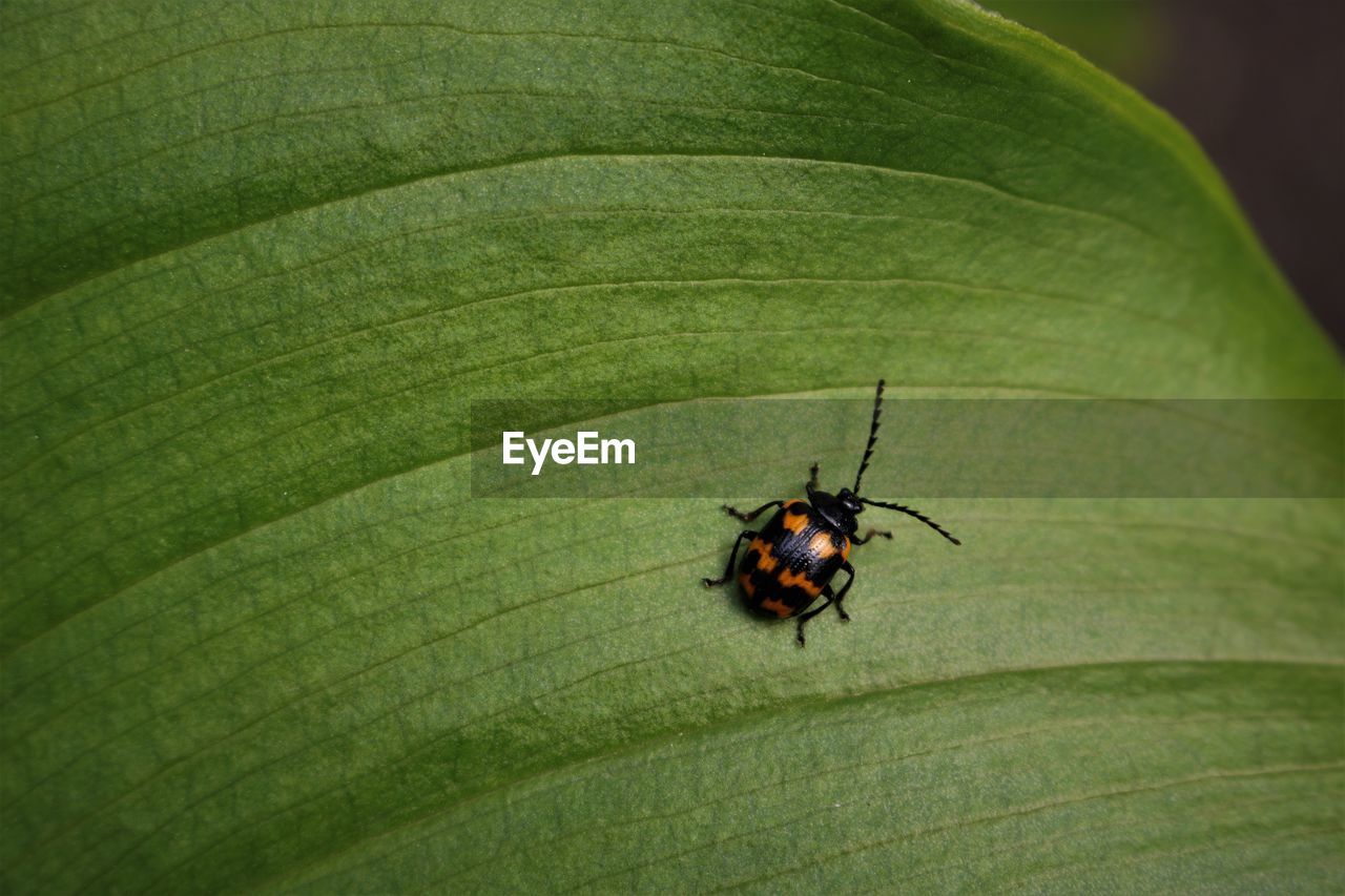 HIGH ANGLE VIEW OF LADYBUG ON LEAF