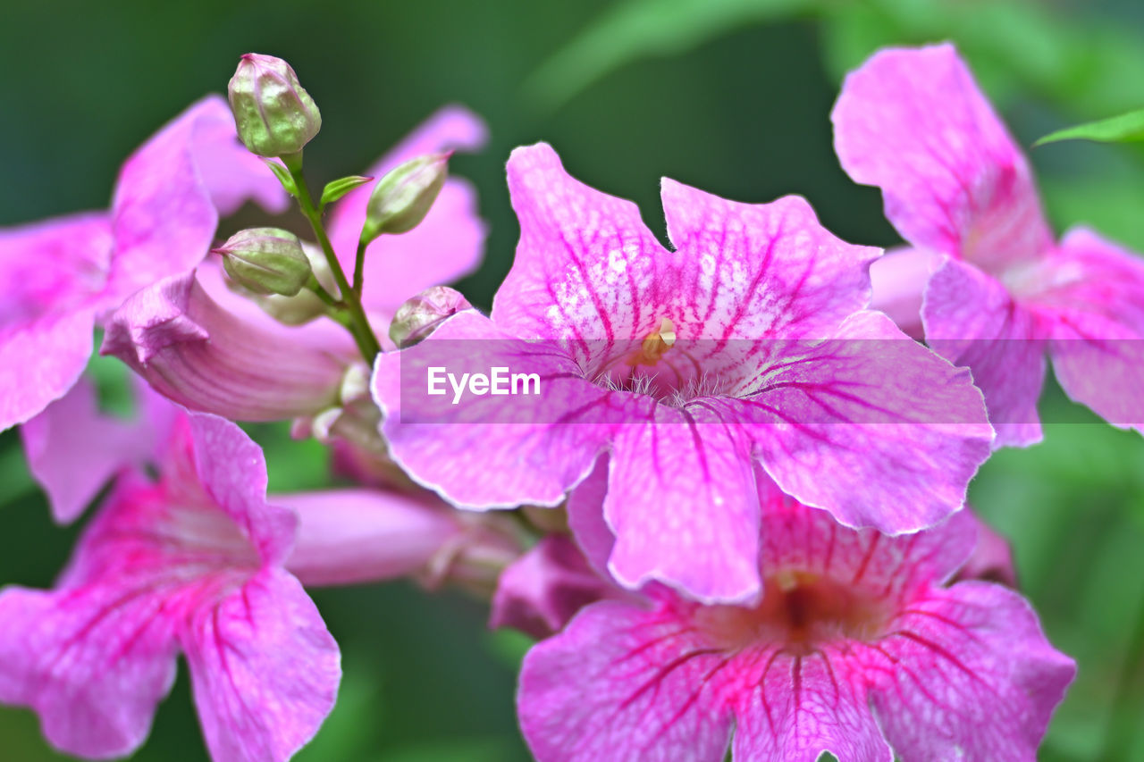 flower, flowering plant, plant, freshness, beauty in nature, petal, fragility, pink, flower head, inflorescence, close-up, macro photography, growth, nature, springtime, pollen, focus on foreground, purple, blossom, no people, botany, outdoors, stamen, selective focus, orchid