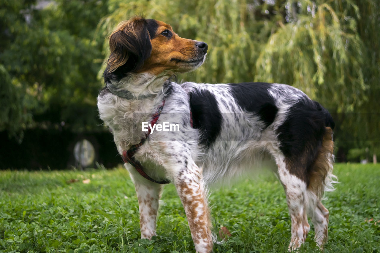 PORTRAIT OF DOG ON FIELD