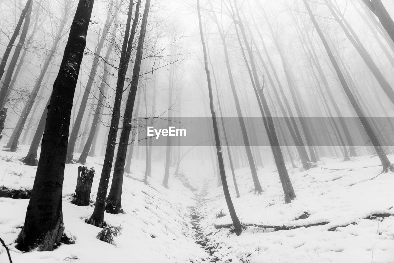 Snow covered land and trees in forest