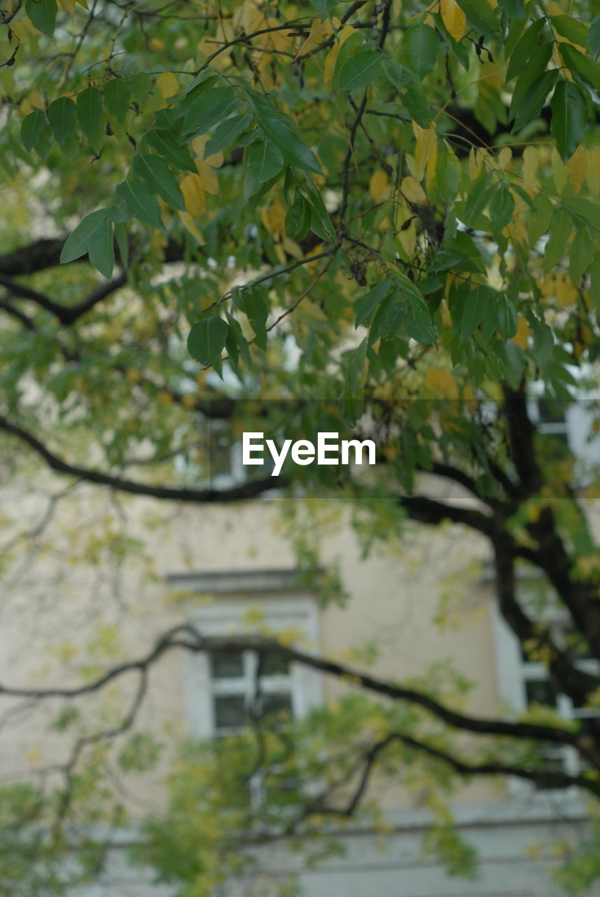 LOW ANGLE VIEW OF TREE AGAINST SKY