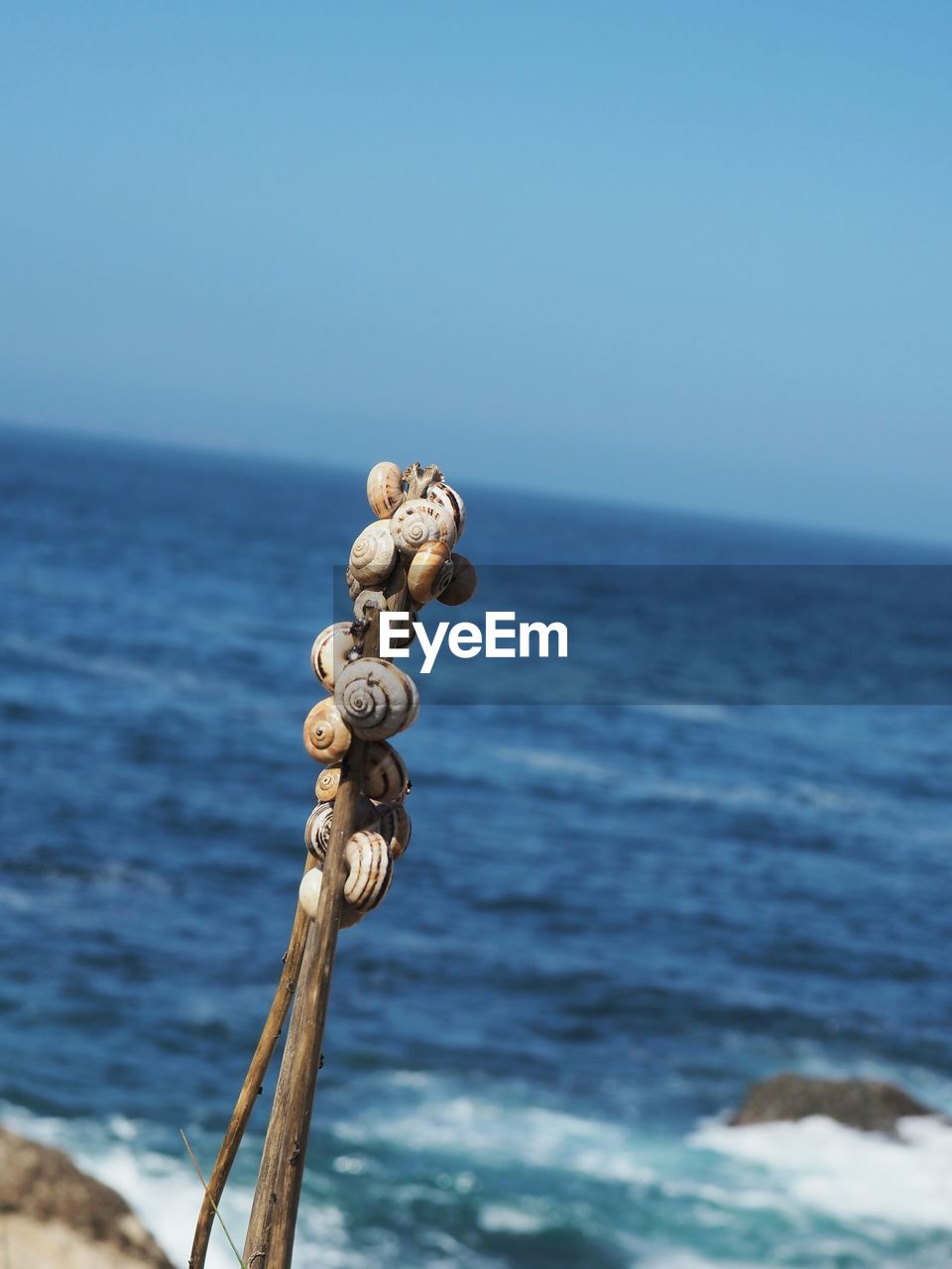 Close-up of snails on stick against sea 