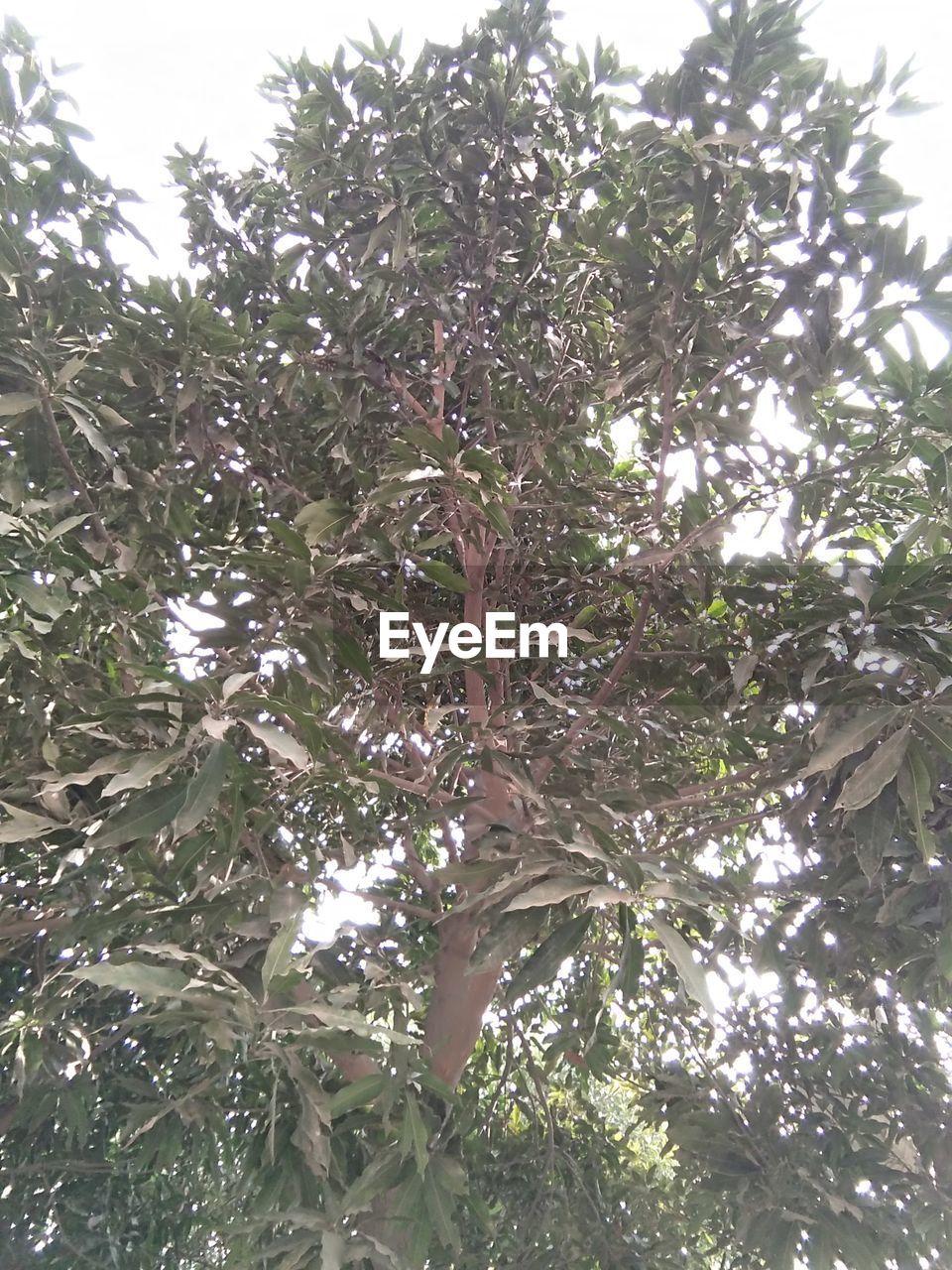LOW ANGLE VIEW OF TREES