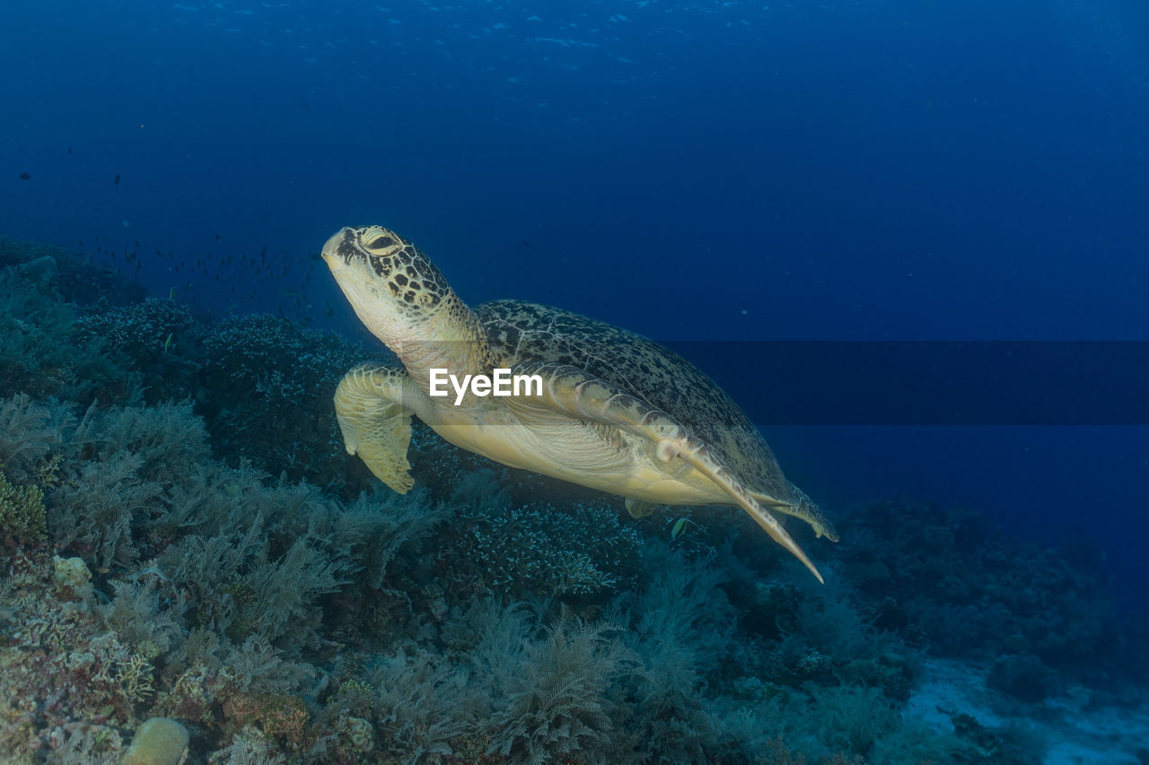 Hawksbill sea turtle at the tubbataha reefs philippines