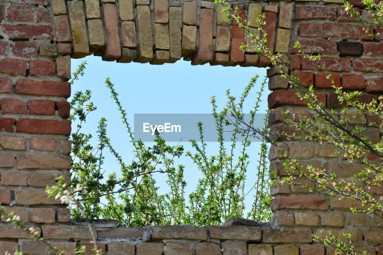 Low angle view of ivy on wall against building