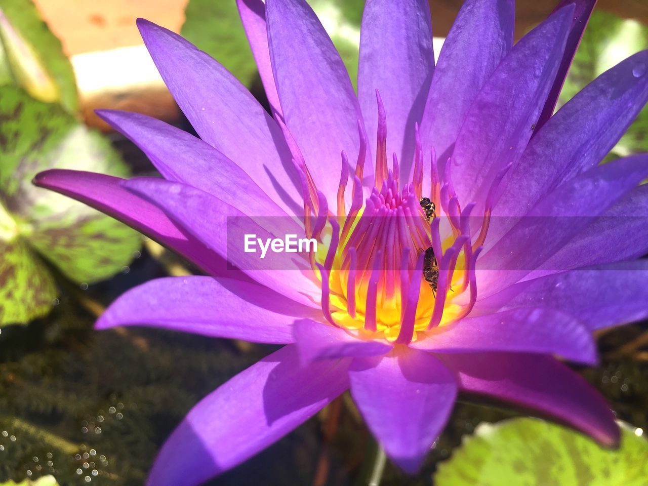 CLOSE-UP OF PURPLE FLOWER BLOOMING