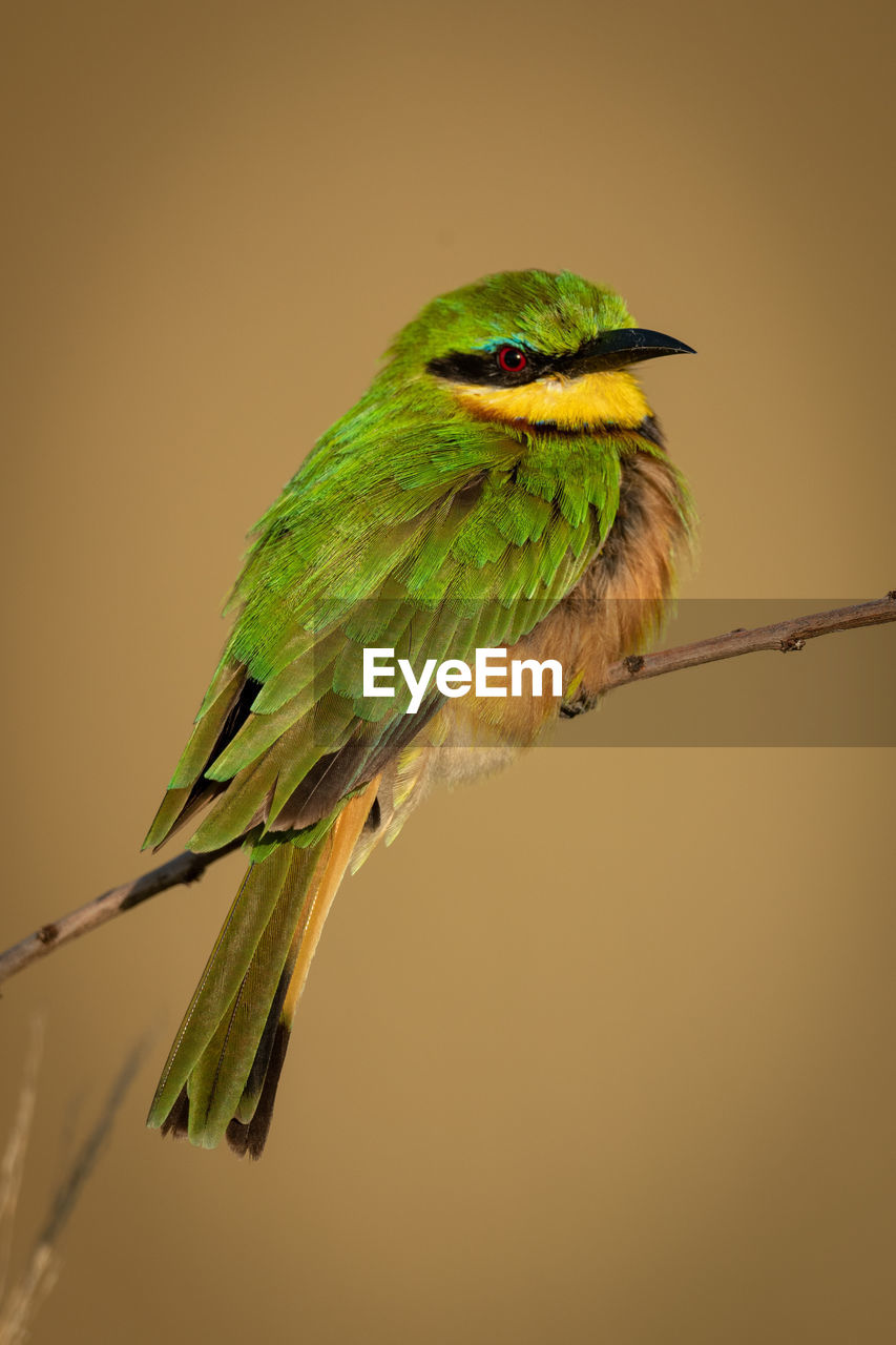 Little bee-eater on diagonal branch facing right