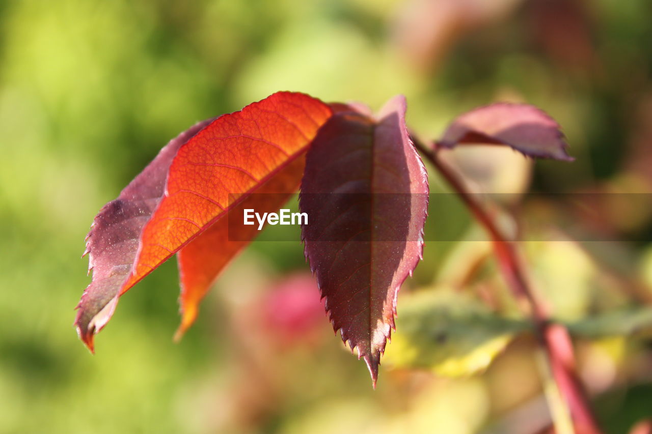 CLOSE-UP OF RED LEAF ON PLANT