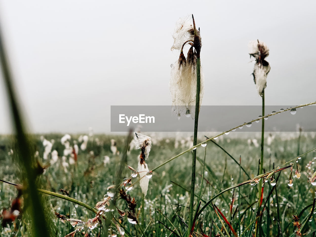 Close-up of white flower on field against sky