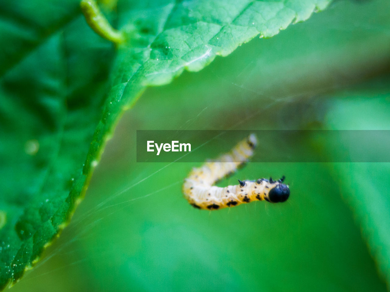 CLOSE-UP OF CATERPILLAR ON LEAF