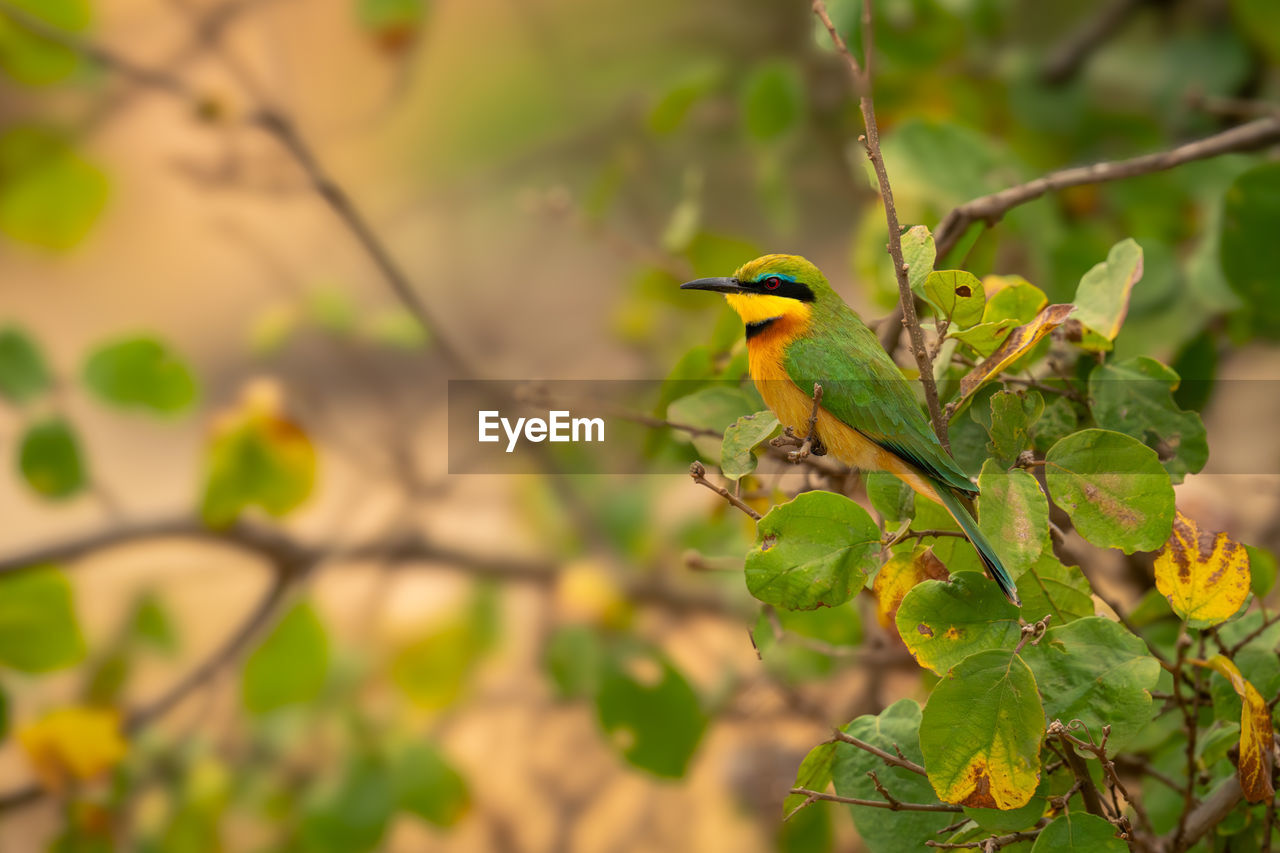 low angle view of bird perching on branch