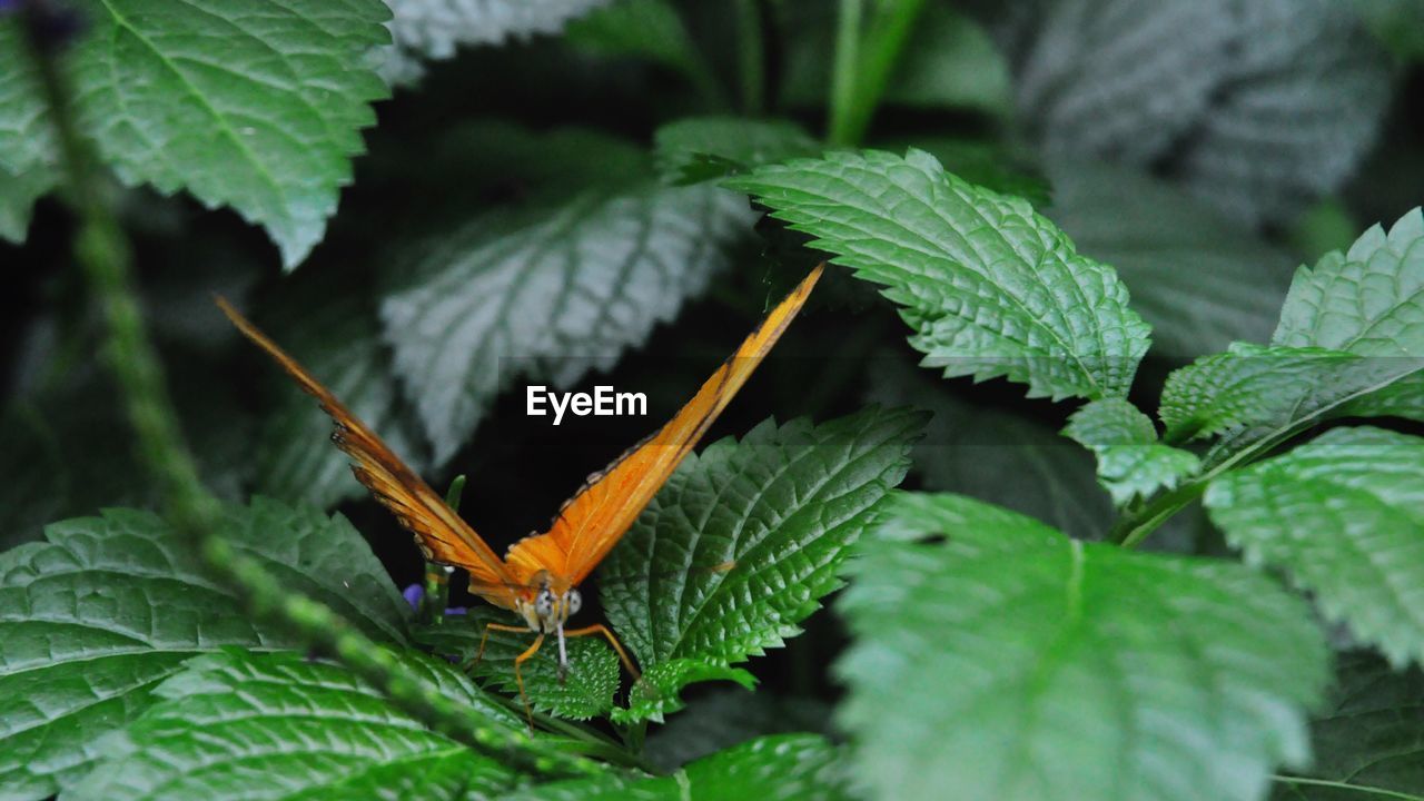 CLOSE-UP OF GRASSHOPPER ON PLANT